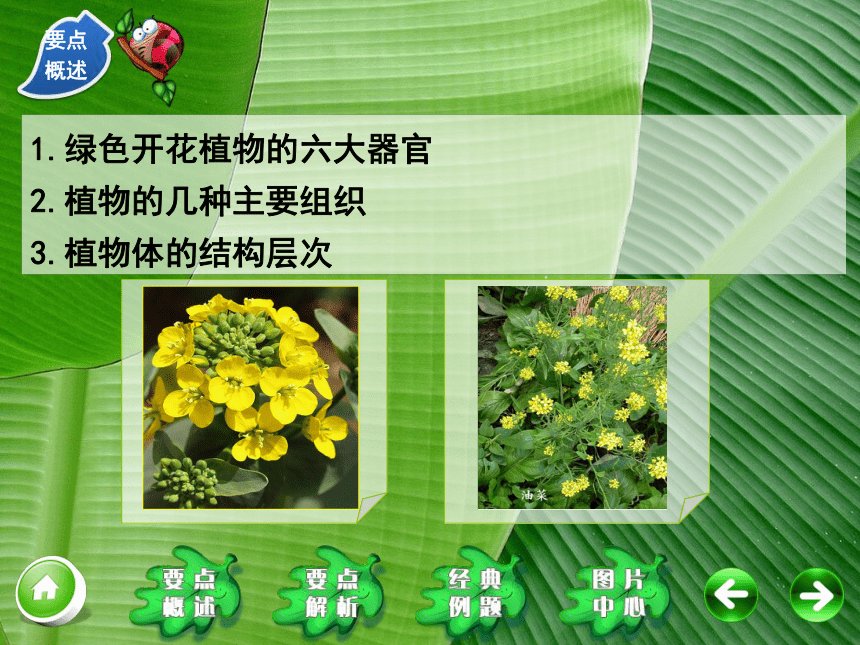 绿色开花植物的六大器官2.植物的