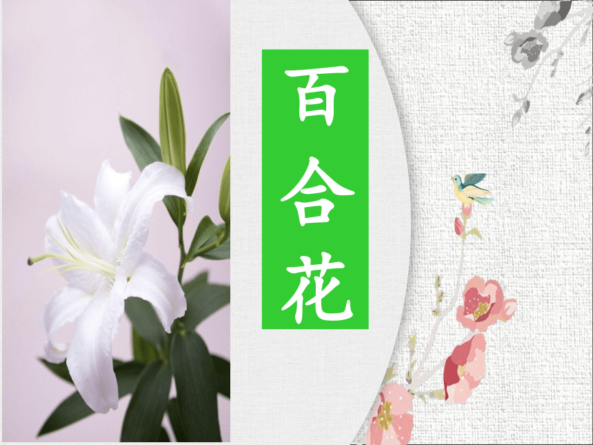 1《百合花》课件(25张ppt)