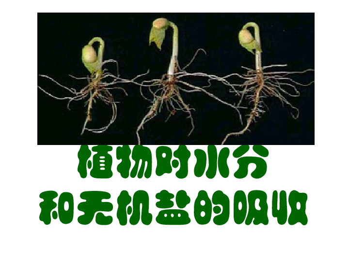 苏教版七上第五章第三节植物对水分和无机盐的吸收共19张ppt