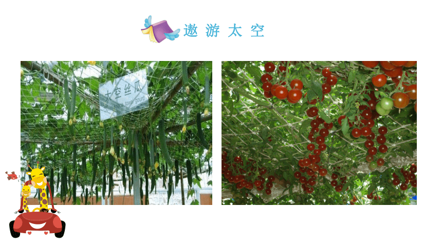 人教版一年级下册美术课件11太空里的植物20张ppt