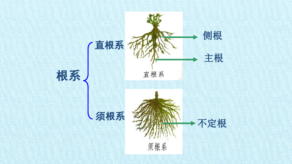 第一单元第三章 形形色色的植物复习课件根茎叶花果实直根系须根系须