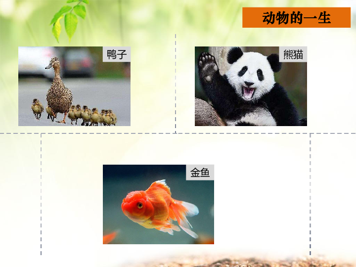 8动物的一生课件17张ppt