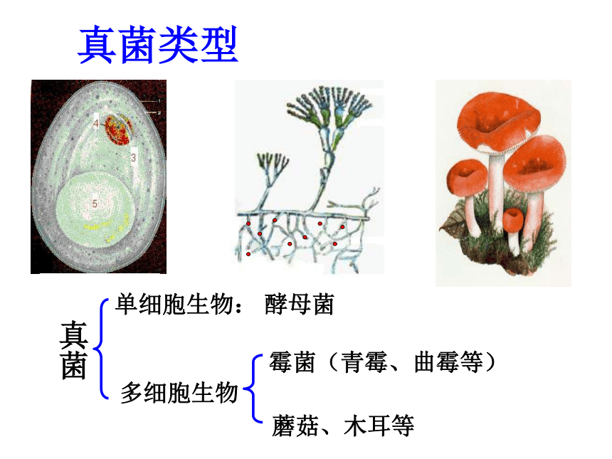 3.1 真菌 课件(33张)沪教版 第二册