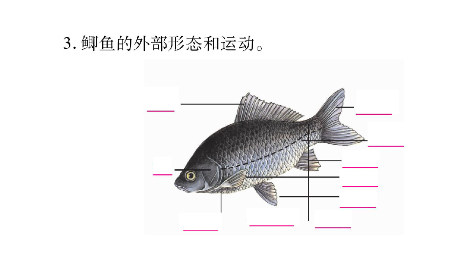 2019年秋人教版八年级上册生物作业课件:第五单元 第一章 第4节 鱼共