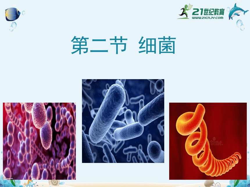 5.4.2 细菌课件(含23张ppt-21世纪教育网