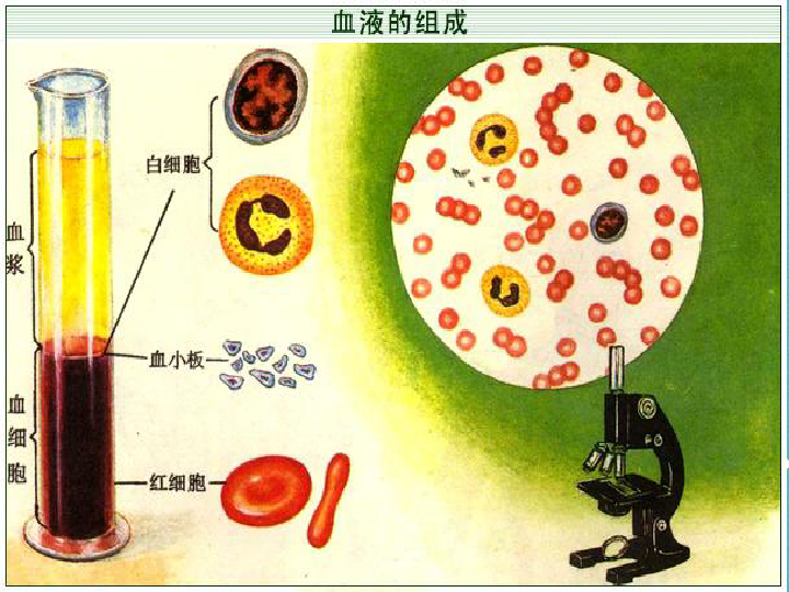 七年级生物下册物质运输的载体血液课件31张ppt冀教版