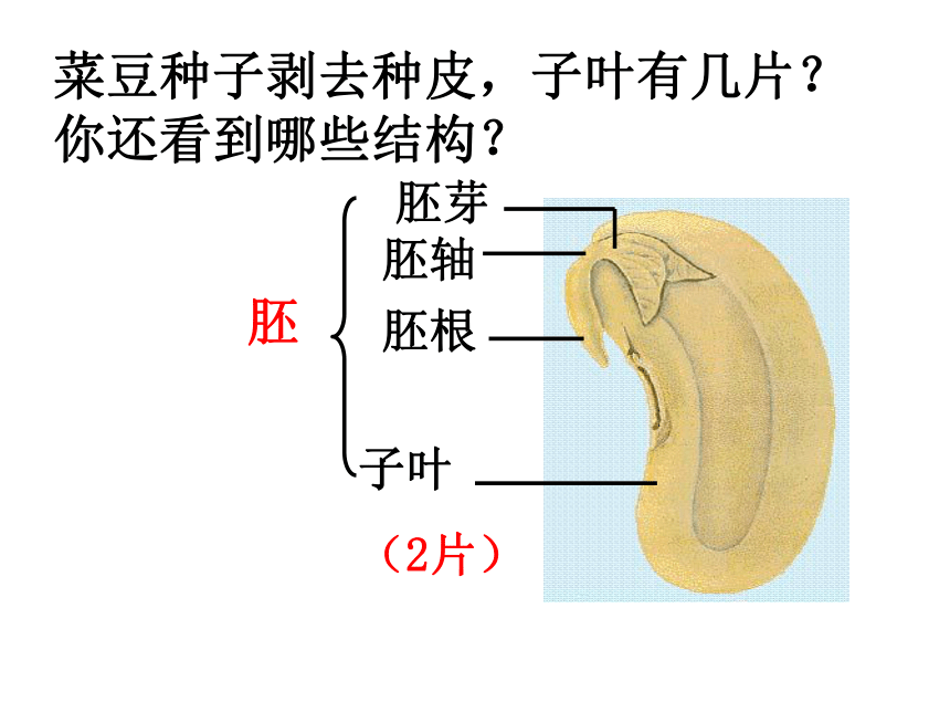 本章综合与测试        结果种子萌发幼苗生长发育开花死亡菜豆种子