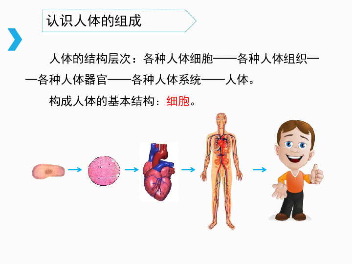 人体的组成课件