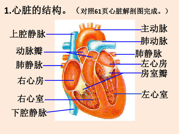 3 输送血液的泵—心脏-人教版七年级下册生物课件