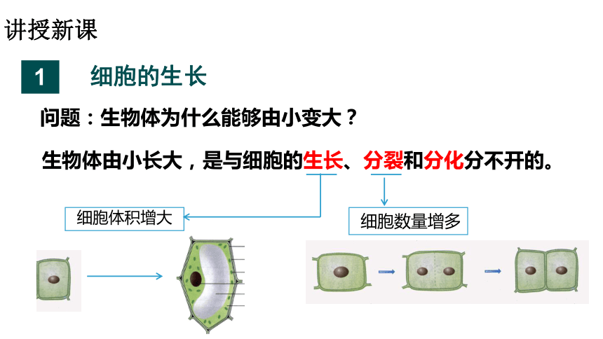 2.1细胞通过分裂产生新细胞课件(25张ppt)