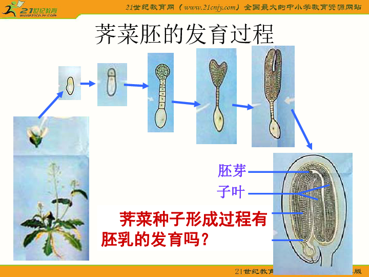 一 被子植物的个体发育第五章 生物的生殖和发育第二节 生物的个体