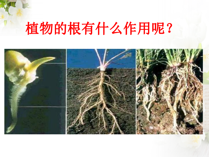 根吸收水分的条件三:无机盐对植物生长发育的作用植物的根有什么作用