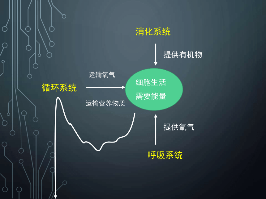 北师大版七下第四单元第1节人体产生的代谢废物课件22张ppt