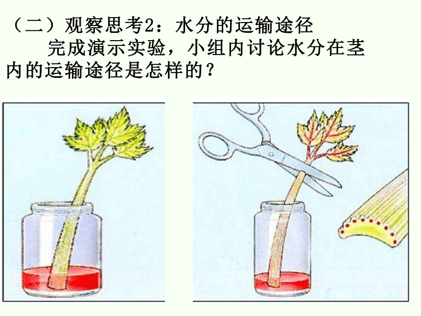 20212022学年人教版生物七年级上册33绿色植物与生物圈的水循环课件共