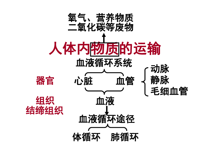 第四章人体内物质的运输复习课件共43张ppt