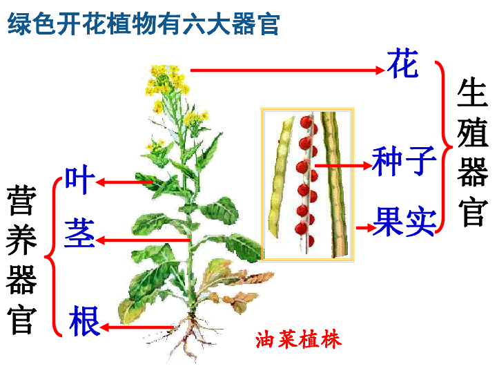 植物体的结构层次课件共23张ppt