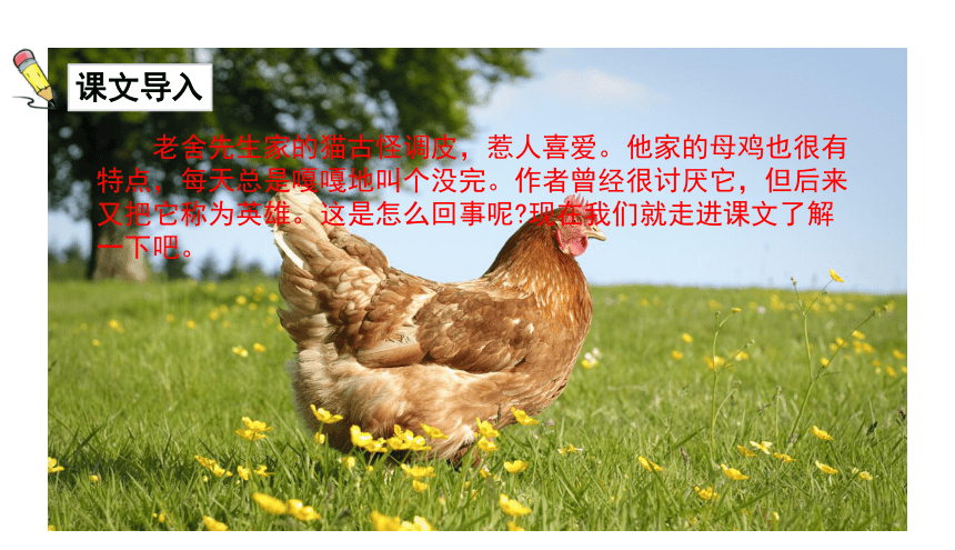 14母鸡授课课件40张