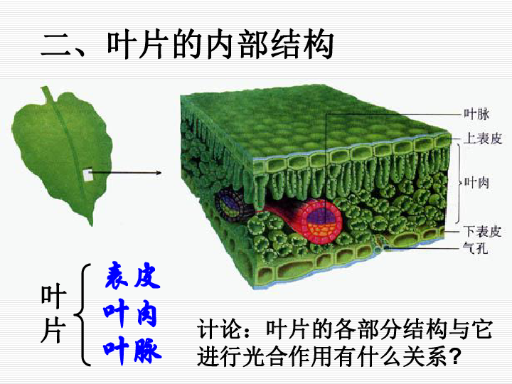 初中 生物 冀教版 八年级上册 第三单元 植物的生活 第三章 叶的光合