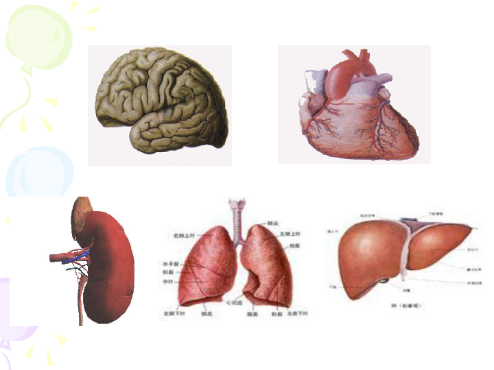 上海版八年级上册生物 1.1.2 器官是由什么构成的(1)