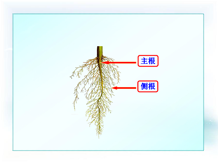 济南版八上第一章第五节根的结构和功能(共39张ppt)