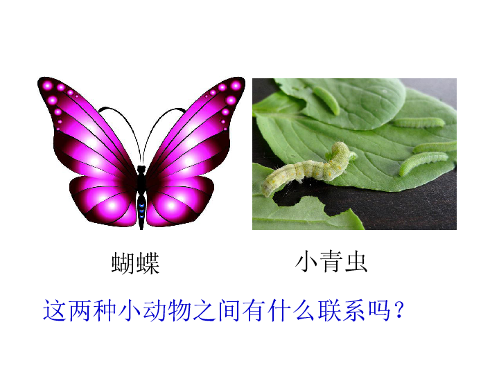 蝴蝶小青虫初读课文,自学生字初读要求:     (1)给课文