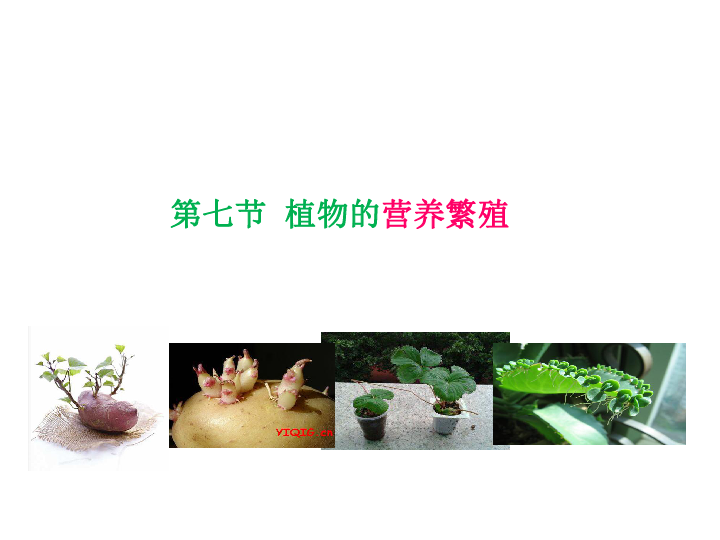 417植物的营养生殖课件32张ppt