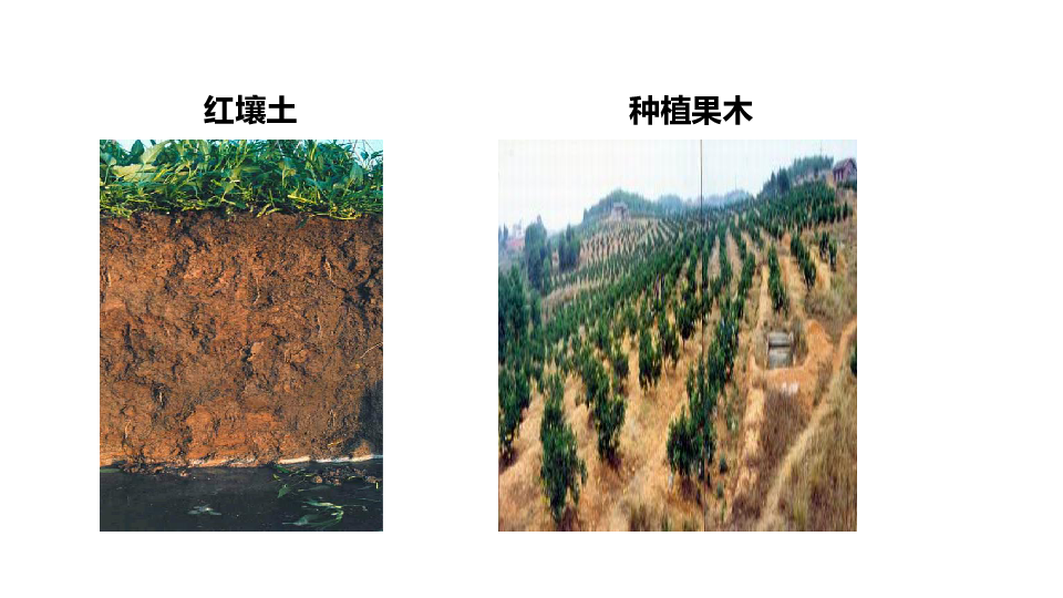42各种各样的土壤课件25张ppt