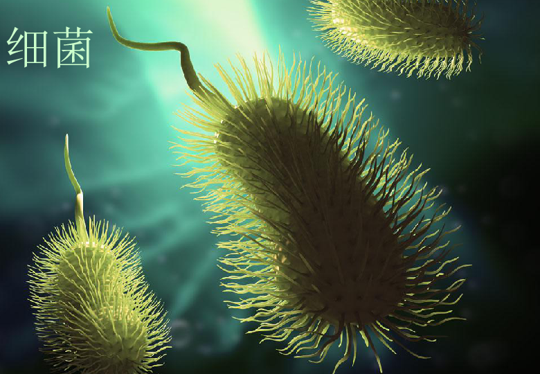 苏科版七年级下册生物5132土壤里的微生物课件共31张ppt