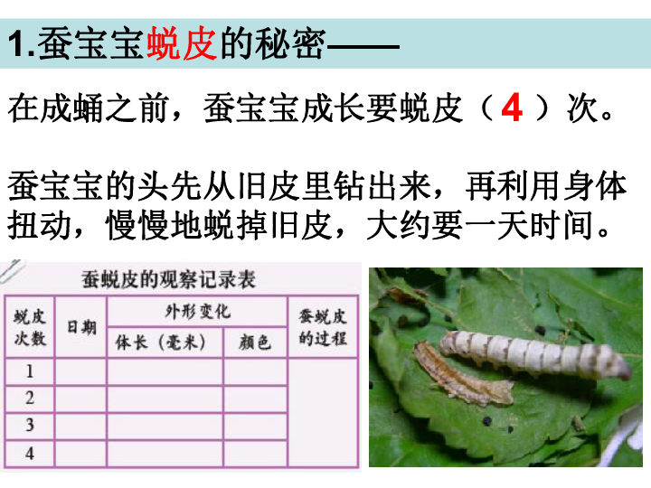 2.蚕的生长变化课件(共18张ppt)