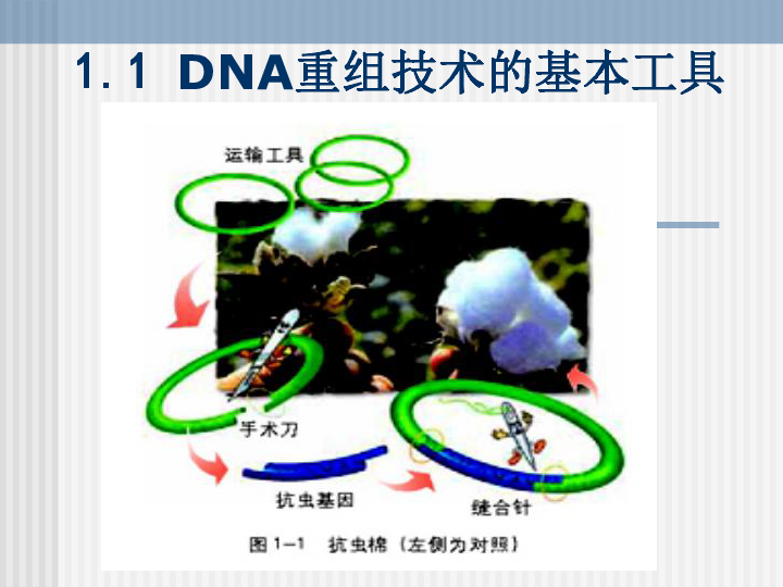 人教版高中生物选修三课件专题一基因工程共77张ppt