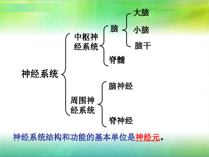 2018届中考生物复习课件:人体的神经调节 (共36张ppt)