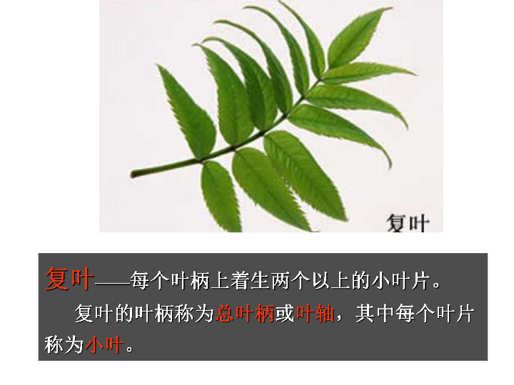 并支持叶片托叶保护幼叶一片完整的叶互生