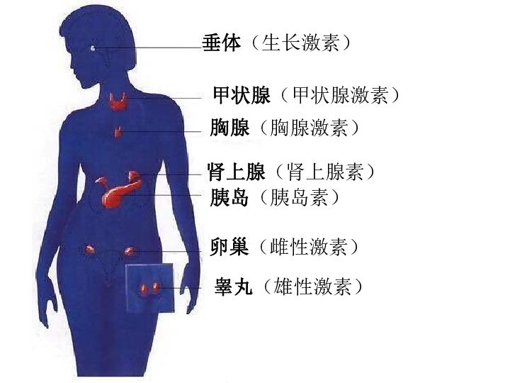 第一节人体的激素调节课件22张ppt