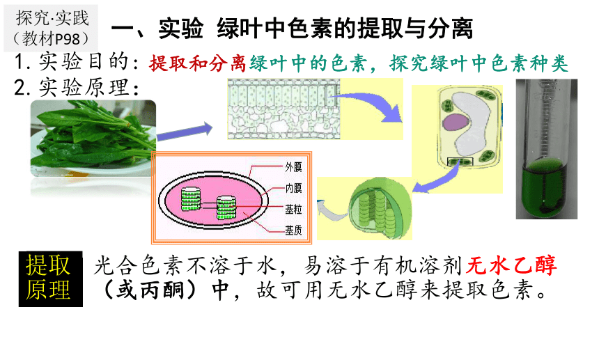 说出绿叶中色素的种类和作用,并提取和分离绿叶中的色素.