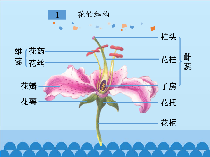 人教版七年级上册生物课件323开花和结果课件共30张ppt