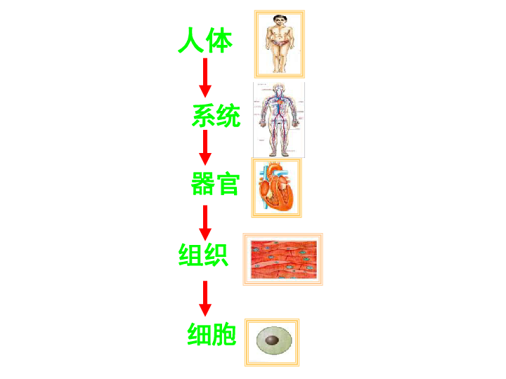 小学 科学 冀教版(2001) 六年级下册 第二单元 奇妙的人体 4 人体的