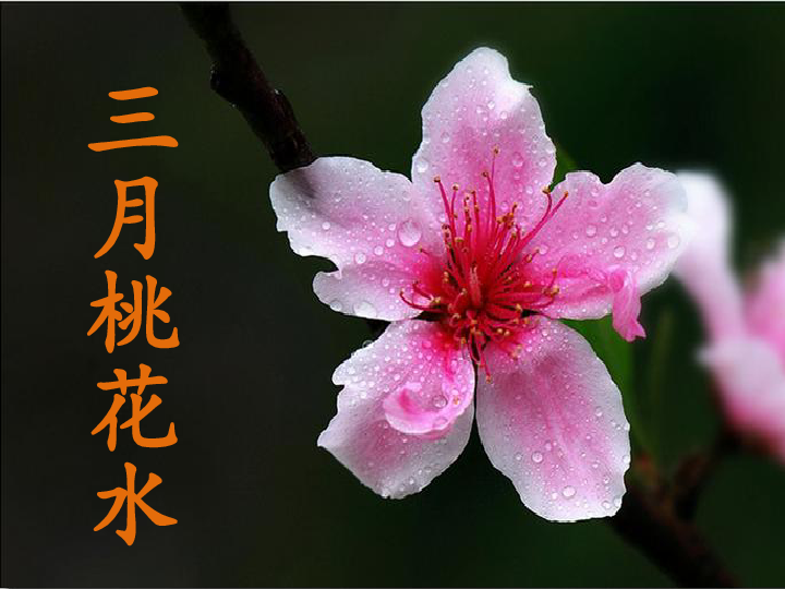 三月桃花水 名优课件