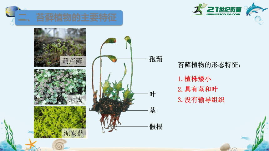 根据形态结构可分为:肾蕨海带墙藓桃藻类苔藓蕨类种子植物(结种子)(不