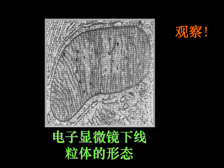 中心体7,液泡8,溶酶体(一)细胞器之间的分工细胞器电子显微镜下线粒体