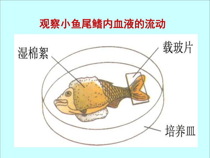 第二节:血流的管道—血管 观察小鱼尾鳍内血液的流动 213动脉