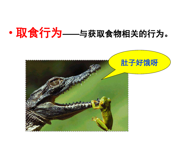 《动物行为的主要类型》课件 (共98张ppt)