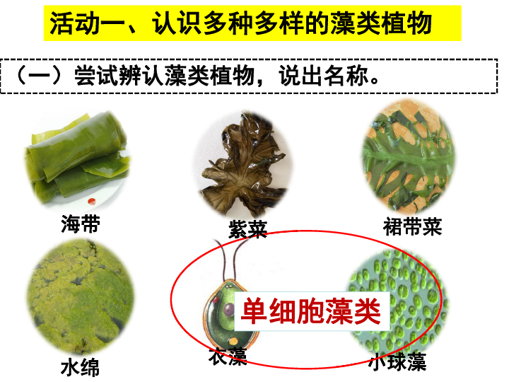 311藻类苔藓和蕨类植物课件27张ppt