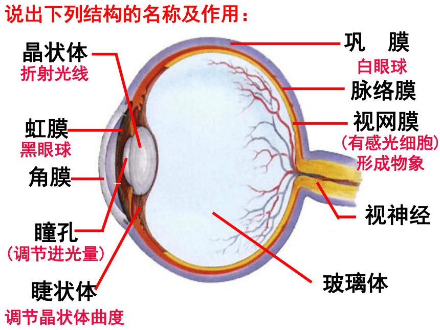 人教版生物七年级下册课件第四单元第六章第一节人体对外界环境的感知