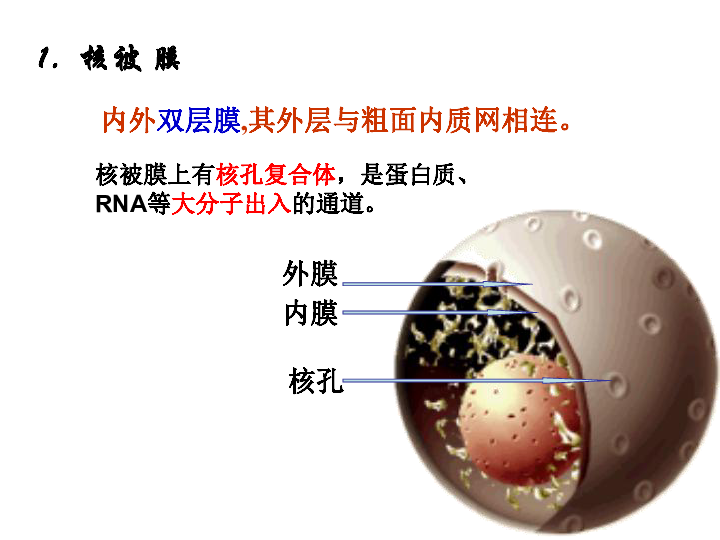 分子与细胞 第二章 细胞的结构 第四节 细胞核 课件29张ppt