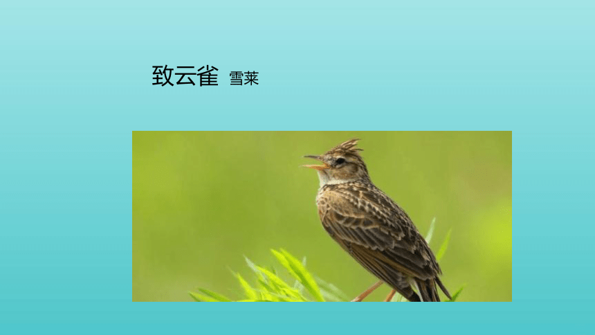 2020高中语文第一单元2致云雀1课件16张ppt部编版必修上册