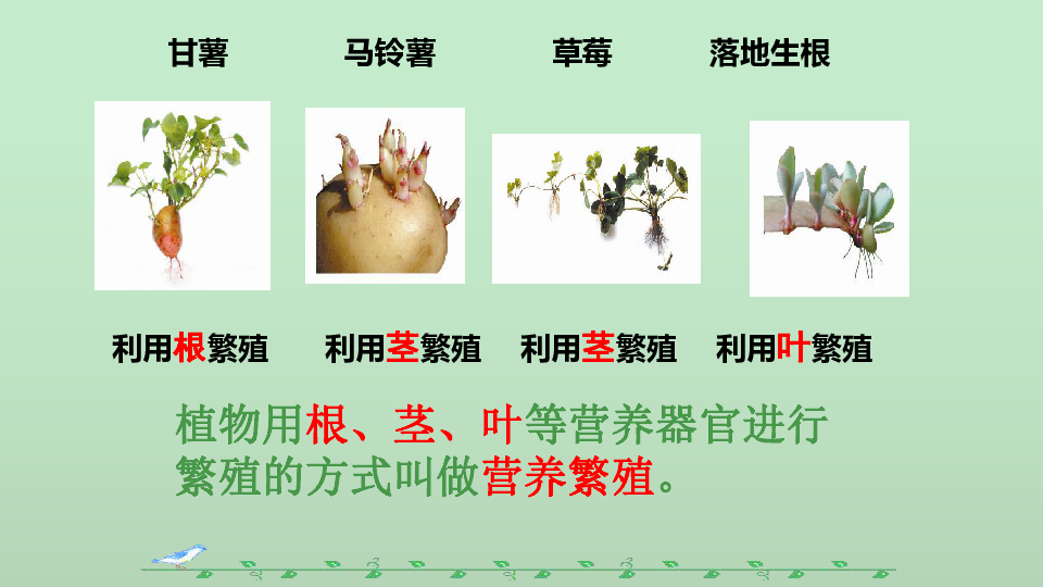 济南版八年级上册生物417植物的无性生殖课件20张ppt