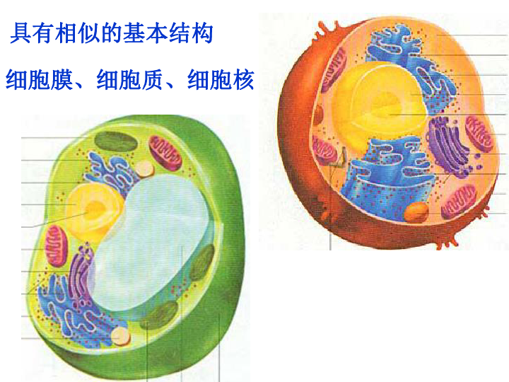 云南省保山一中高中生物必修一教学课件:第3章 细胞的基本结构(共83张