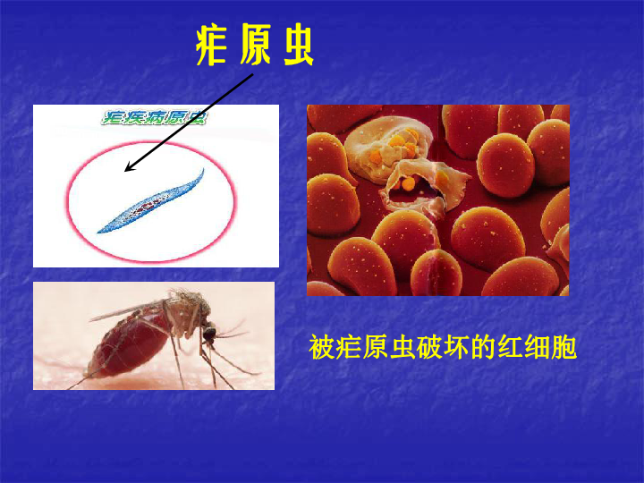 单细胞的生物体课件(24ppt)