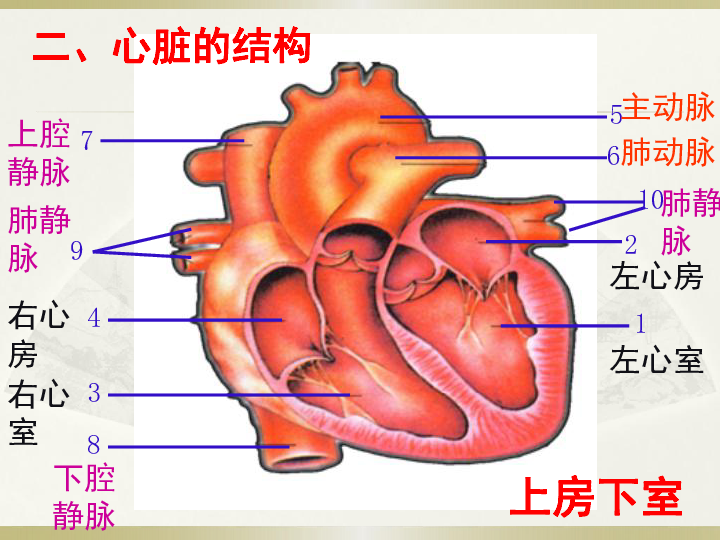 心脏猜谜语2输送血液的泵——心脏(1)一,心脏的位置位于胸腔中部偏左