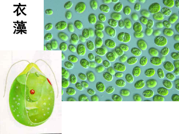 人教版七年级生物上册 藻类,苔藓和蕨类植物 课件(共56张ppt)